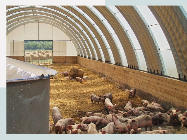 Строительство свинарников в Луховицах